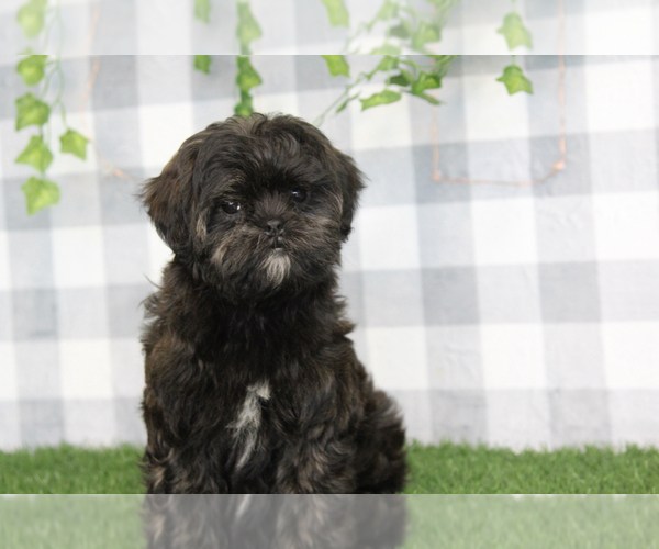 Medium Photo #1 Shorkie Tzu Puppy For Sale in MARIETTA, GA, USA