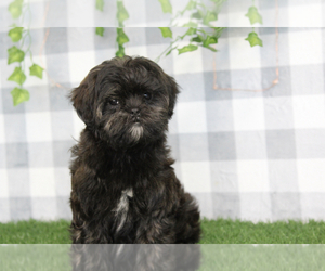 Shorkie Tzu Puppy for sale in MARIETTA, GA, USA