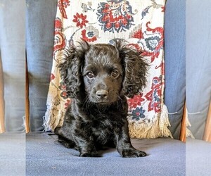Cockapoo Puppy for sale in SALEM, MO, USA