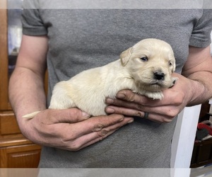 Golden Retriever Puppy for sale in WEAVERVILLE, NC, USA