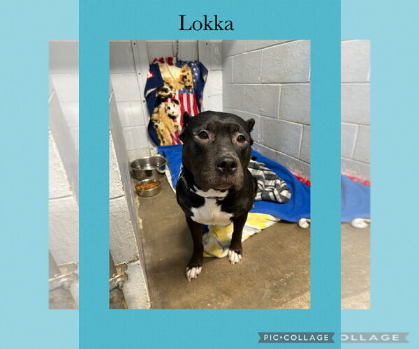 Medium Photo #2 American Pit Bull Terrier-Unknown Mix Puppy For Sale in Kewanee, IL, USA