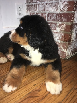 Medium Photo #3 Bernese Mountain Dog Puppy For Sale in APPLE CREEK, OH, USA