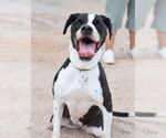 Small #4 Boxer Mix