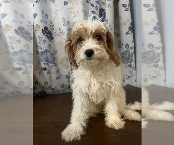 Medium Photo #33 Cavapoo-Poodle (Miniature) Mix Puppy For Sale in DURHAM, CT, USA