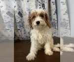 Small #32 Cavapoo-Poodle (Miniature) Mix
