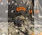 Small Photo #11 French Bulldog Puppy For Sale in OCALA, FL, USA