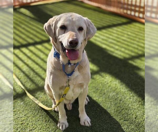 Medium Photo #2 Labrador Retriever-Unknown Mix Puppy For Sale in Las Vegas, NV, USA