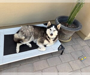 MOLLY #13 - Female Siberian Husky Dog for Adoption - Photo #3