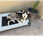 Small #2 Siberian Husky