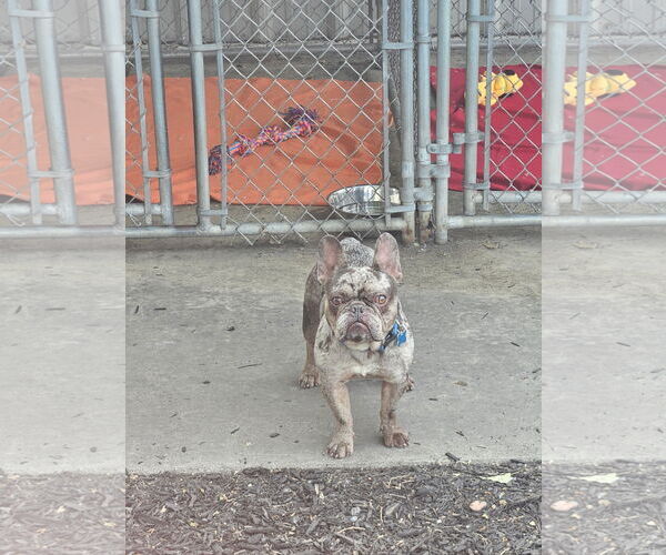 Medium Photo #3 French Bulldog-Unknown Mix Puppy For Sale in Plainfield, IL, USA