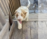 Small Photo #88 Aussie-Poo-Goldendoodle Mix Puppy For Sale in COMMERCE, MI, USA