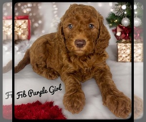 Goldendoodle (Miniature) Puppy for sale in ORANGE PARK, FL, USA