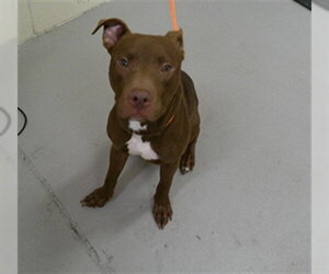 Mutt Dogs for adoption in Sanford, FL, USA