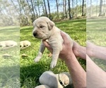 Small #4 Golden Retriever
