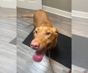 Mutt Dogs for adoption in Emmett, ID, USA