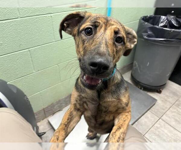 Medium Photo #1 Dutch Shepherd -Unknown Mix Puppy For Sale in Grand Prairie, TX, USA