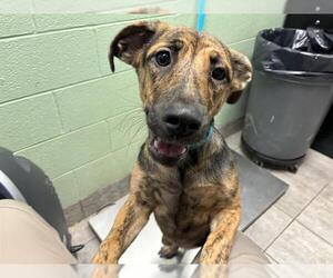 Dutch Shepherd -Unknown Mix Dogs for adoption in Grand Prairie, TX, USA