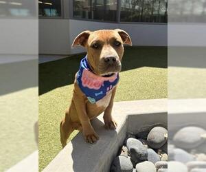 Mutt Dogs for adoption in San Martin, CA, USA