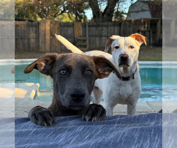 Medium Photo #4 Dachshund-Unknown Mix Puppy For Sale in Canton, CT, USA