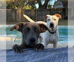 Small Photo #4 Dachshund-Unknown Mix Puppy For Sale in Canton, CT, USA