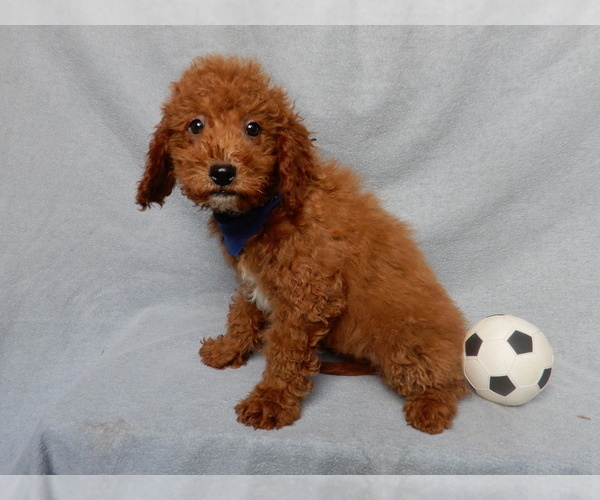 Medium Photo #5 Goldendoodle (Miniature) Puppy For Sale in MILLERSBURG, OH, USA