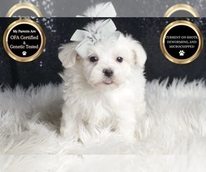 Medium Maltese