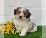 Small Photo #4 ShihPoo Puppy For Sale in MIDDLESEX, NY, USA