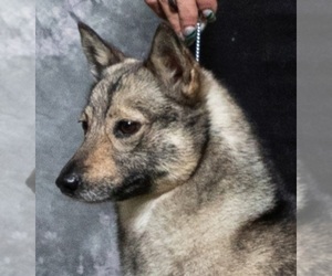 Mother of the Swedish Vallhund puppies born on 03/14/2025