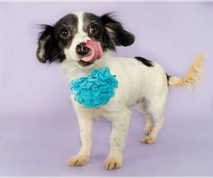 Chihuahua-Unknown Mix Dogs for adoption in phoenix, AZ, USA