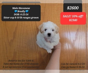 Havanese Puppy for sale in TUCSON, AZ, USA