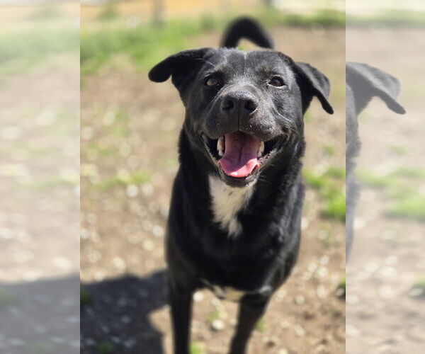 Medium Photo #2 Mutt Puppy For Sale in Crandall, GA, USA