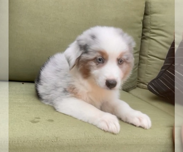 Medium Photo #58 Miniature Australian Shepherd Puppy For Sale in LA CANADA FLINTRIDGE, CA, USA