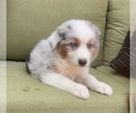 Small Photo #58 Miniature Australian Shepherd Puppy For Sale in LA CANADA FLINTRIDGE, CA, USA