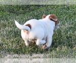 Small #12 Jack Russell Terrier