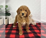 Small #2 Goldendoodle (Miniature)