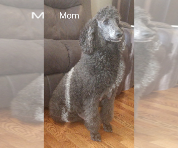 Medium Photo #1 Poodle (Standard) Puppy For Sale in ALVATON, KY, USA