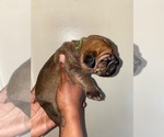 Small Photo #6 Cane Corso Puppy For Sale in MEMPHIS, TN, USA
