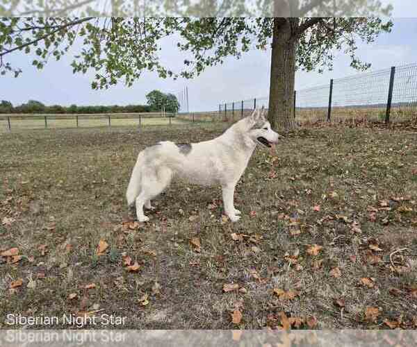 Medium Photo #1 Siberian Husky Puppy For Sale in Topolje, Osjecko-Baranjska, Croatia