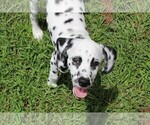 Small Photo #5 Dalmatian Puppy For Sale in MYRTLE BEACH, SC, USA