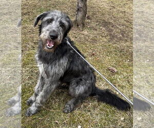 Shepadoodle Dogs for adoption in Alexander, AR, USA