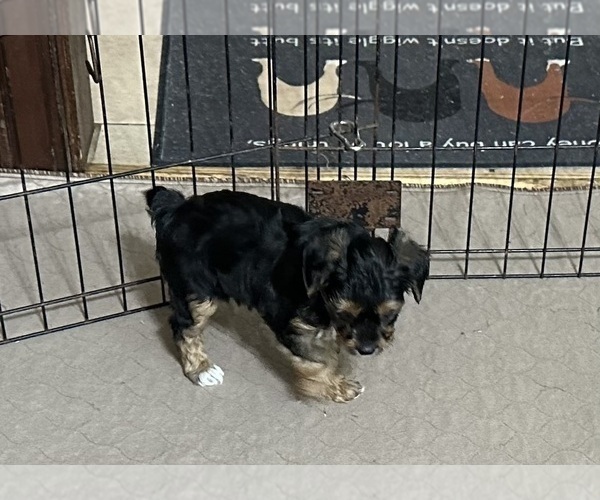 Medium Photo #1 YorkiePoo Puppy For Sale in GLOUCESTER, VA, USA