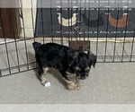 Small Photo #1 YorkiePoo Puppy For Sale in GLOUCESTER, VA, USA
