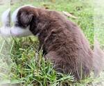 Small #7 Miniature Australian Shepherd