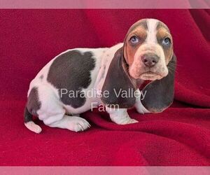 Basset Hound Puppy for sale in CLEVELAND, GA, USA