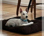 Small Cairn Terrier