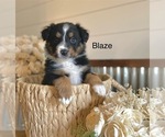 Small #7 Miniature American Shepherd