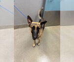 Small German Shepherd Dog Mix