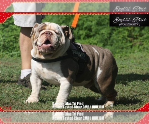 Full screen Photo #1 English Bulldog Puppy For Sale in OOLOGAH, OK, USA