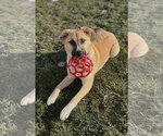 Small #2 German Shepherd Dog Mix