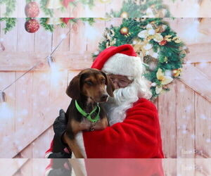 Mutt Dogs for adoption in Bedford, VA, USA